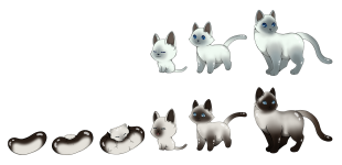 Siamese Cat Stages.png